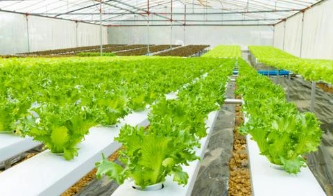 Hydroponic vegetable in a garden. Stock Photos
