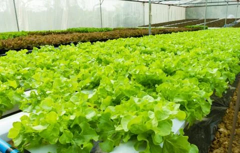 Hydroponic vegetable in a garden. Stock Photos