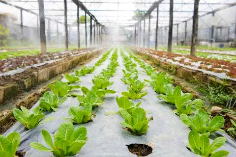 Hydroponic vegetable in a garden Stock Photos