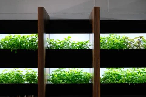 Hydroponic vegetable growing on shelf with artificial light in room Stock-Fotos