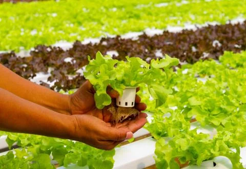 Hydroponic vegetable on hand in a garden. Stock Photos