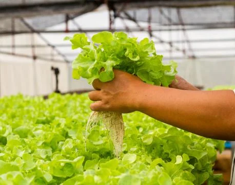 Hydroponic vegetable on hand in a garden. Stock Photos