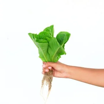 Hydroponic vegetable on hand isolate 스톡 사진
