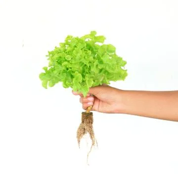 Hydroponic vegetable on hand isolate 스톡 사진