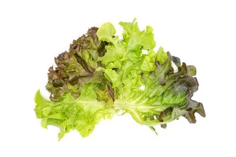 Hydroponic vegetable leaf on white background ,Green leaves pattern Stock Photos