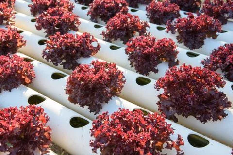 Hydroponic vegetable organic Stock Photos