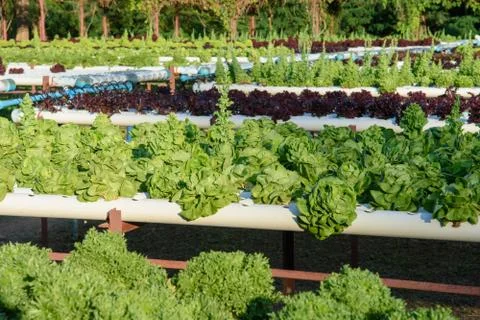 Hydroponic vegetable organic Stock Photos