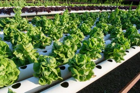Hydroponic vegetable organic Foto stock