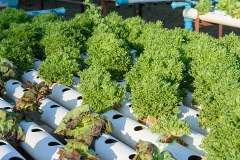 Hydroponic vegetable organic Stock-Fotos