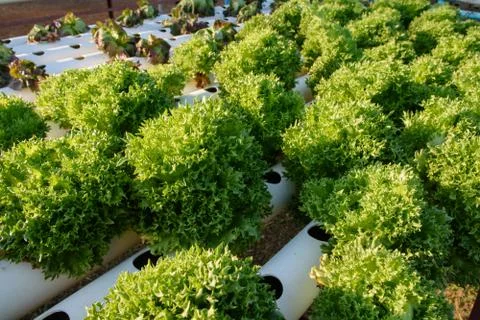 Hydroponic vegetable organic Stock Photos