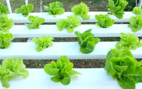 Hydroponic vegetable Stock Photos
