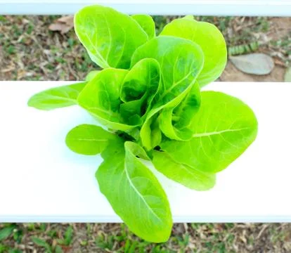 Hydroponic vegetable Stock Photos