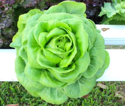 Hydroponic vegetable Stock Photos