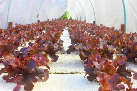 Hydroponic vegetable Stock Photos