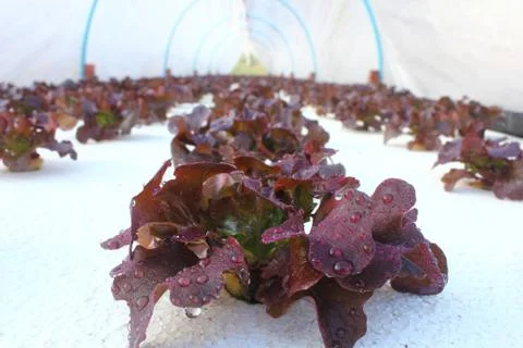 Hydroponic vegetable Stock Photos