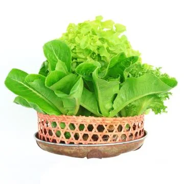 Hydroponic vegetable 库存照片