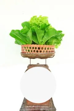 Hydroponic vegetable Foto stock