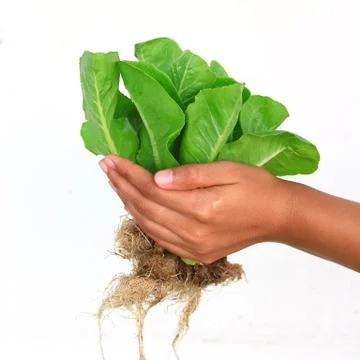 Hydroponic vegetable Stock Photos
