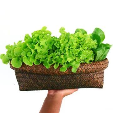 Hydroponic vegetable Stock Photos