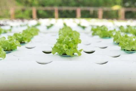 Hydroponic vegetable Stock Photos