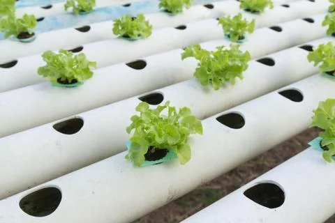 Hydroponic vegetable Stock Photos