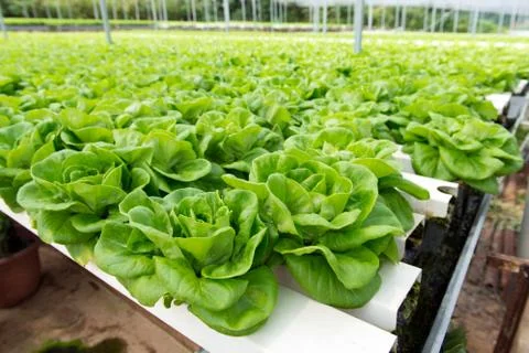 Hydroponic vegetable Foto stock