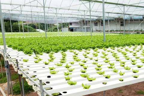 Hydroponic vegetable Stock Photos