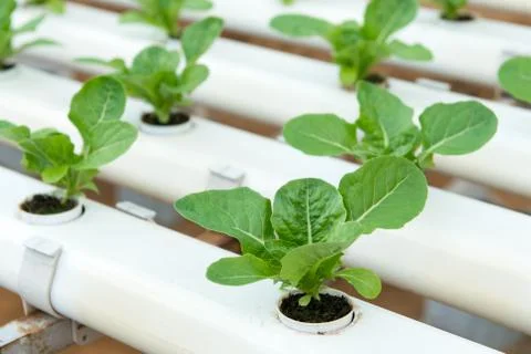 Hydroponic vegetable Stock Photos