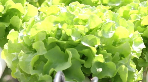 Hydroponic vegetable is planted in a garden Stock Footage 43456826