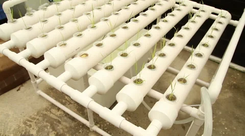 Hydroponic vegetable is planted in a garden Stock Footage 65021651