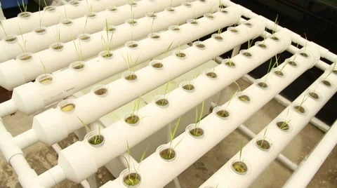 Hydroponic vegetable is planted in a garden Stock Footage 65021758