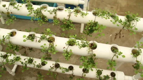 Hydroponic vegetable is planted in a garden Stock Footage 65021801