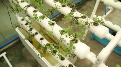 Hydroponic vegetable is planted in a garden Stock Footage 65021849
