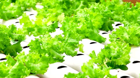 Hydroponic vegetable is planted in a garden, HD 1080P 库存影片 48528437