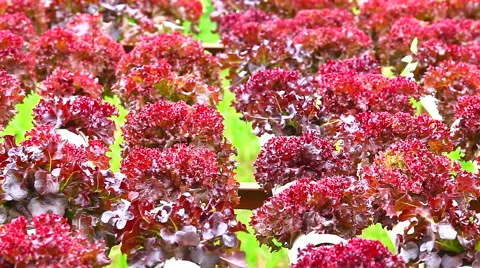 Hydroponic vegetable is planted in a garden, HD 1080P Stock Footage 48528563