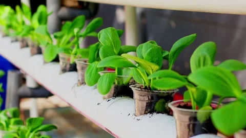 Hydroponic vegetable plants growing in plastic cups Stock Footage 329902409