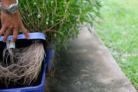 Hydroponic vegetable root growing in box in farm Stock-Fotos