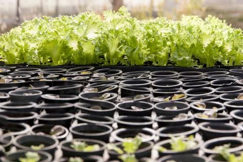 Hydroponic Vegetable salad Stock Photos
