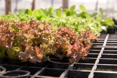 Hydroponic Vegetable salad Stock Photos