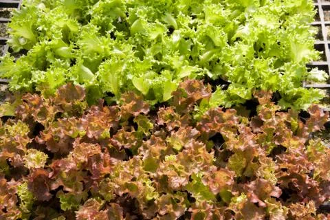 Hydroponic Vegetable salad Stock Photos