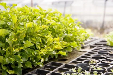 Hydroponic Vegetable salad Foto stock