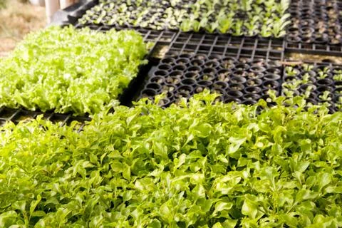 Hydroponic Vegetable salad Stock Photos