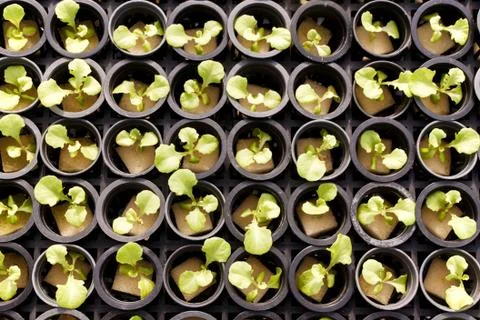 Hydroponic Vegetable salad Stock Photos