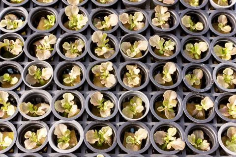 Hydroponic Vegetable salad Stock Photos