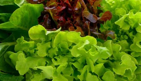 Hydroponic vegetable, vegetable Green Oak, Red Coral Stock Photos