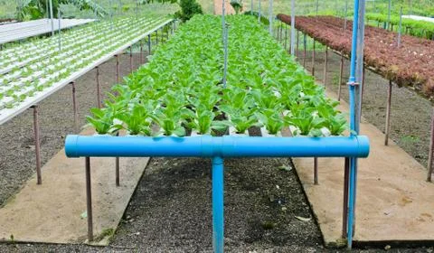Hydroponic vegetables farm Stock Photos