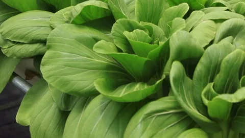 Hydroponic Vegetables Farm Tilt Up Camera Angle Stock Footage 106113614