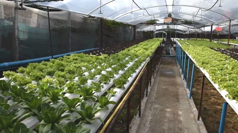 Hydroponic vegetables growing in greenhouse Stock Footage 54278283