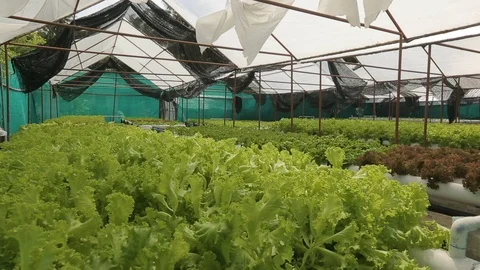 Hydroponic vegetables growing inside a greenhouse. Video stock 101659670
