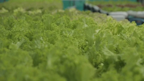 Hydroponic vegetables growing inside a greenhouse. Video stock 101659730